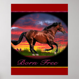Pferd Frei geboren Poster