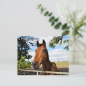 Pferd_Freuden,_Postkarte Postkarte (Stehend Vorderseite)