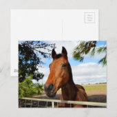 Pferd_Freuden,_Postkarte Postkarte (Vorne/Hinten)