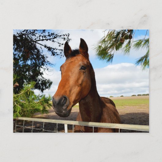 Pferd_Freuden,_Postkarte Postkarte (Vorderseite)