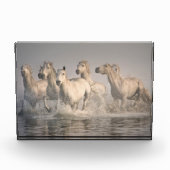 Pferd Galopp im Mittelmeer Fotoblock (Vorderseite)