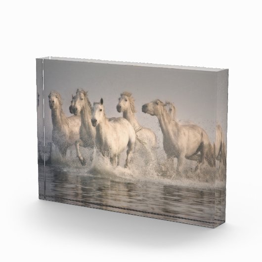 Pferd Galopp im Mittelmeer Fotoblock (Rechts)