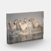 Pferd Galopp im Mittelmeer Fotoblock (Links)