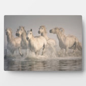 Pferd Galopp im Mittelmeer Fotoplatte (Vorderseite)