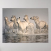 Pferd Galopp im Mittelmeer Poster (Vorne)