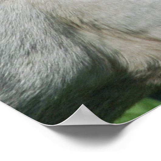 Pferd Gefüttert Poster (Ecke)