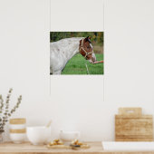 Pferd Gefüttert Poster (Küche)