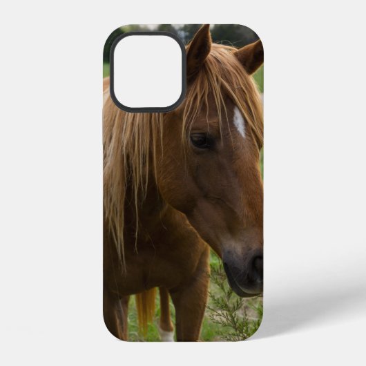 Pferd Hallo iPhone-Hülle iPhone Hülle (Rückseite)
