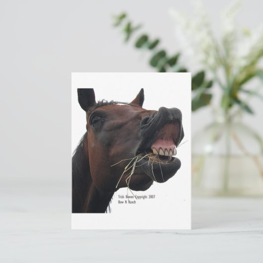 Pferd: Hay! Postkarte (Stehend Vorderseite)