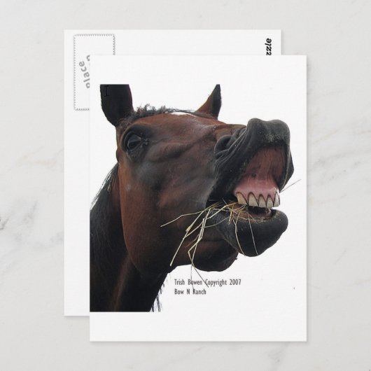Pferd: Hay! Postkarte (Vorne/Hinten)