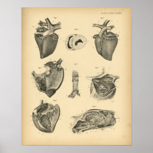 Pferd Herz Anatomie 1908 Vintage Druck Poster