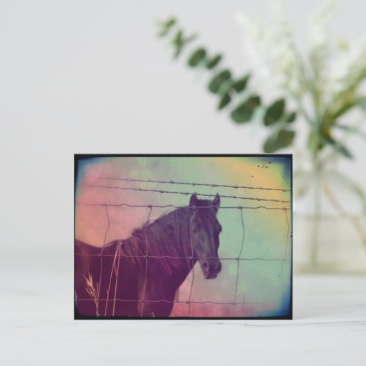 Pferd hinter dem Zaun Postkarte (Stehend Vorderseite)