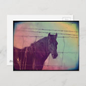 Pferd hinter dem Zaun Postkarte (Vorne/Hinten)