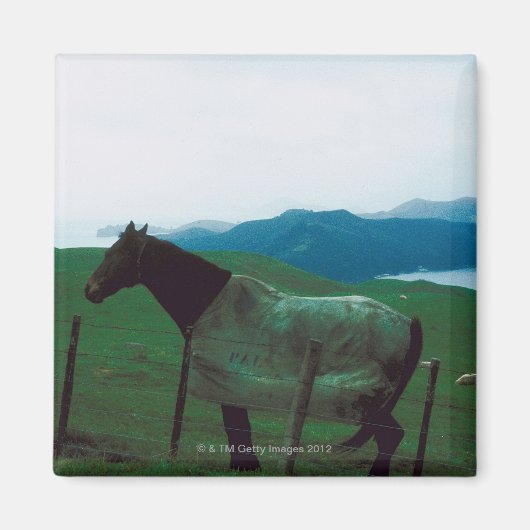 Pferd hinter Zaun Magnet (Vorne)