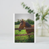 Pferd im Feld / Un cheval dans le pré Postkarte (Stehend Vorderseite)