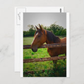 Pferd im Feld / Un cheval dans le pré Postkarte (Vorne/Hinten)