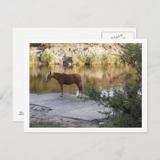Pferd im Fluss Postkarte (Vorne/Hinten)