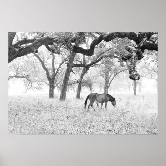 Pferd im Foggy Field of Oaks Poster (Vorne)