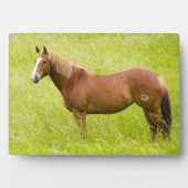 Pferd im Frühjahrsfeld Fotoplatte (Vorderseite)