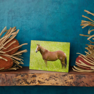 Pferd im Frühjahrsfeld Fotoplatte