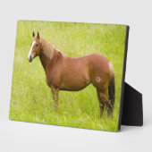 Pferd im Frühjahrsfeld Fotoplatte (Seite)