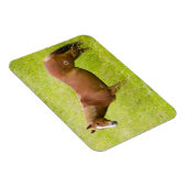 Pferd im Frühjahrsfeld Magnet (Rechte Seite)
