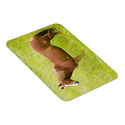 Pferd im Frühjahrsfeld Magnet (Rechte Seite)