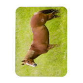 Pferd im Frühjahrsfeld Magnet (Vertikal)