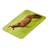 Pferd im Frühjahrsfeld Magnet (Linke Seite)