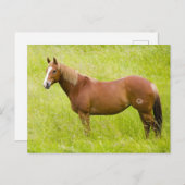 Pferd im Frühjahrsfeld Postkarte (Vorne/Hinten)