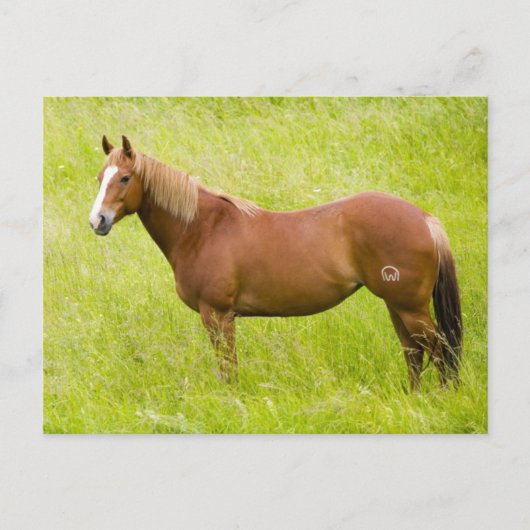 Pferd im Frühjahrsfeld Postkarte (Vorderseite)