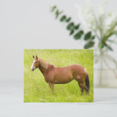 Pferd im Frühjahrsfeld Postkarte (Stehend Vorderseite)