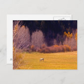 Pferd im Herbst I Postkarte (Vorne/Hinten)