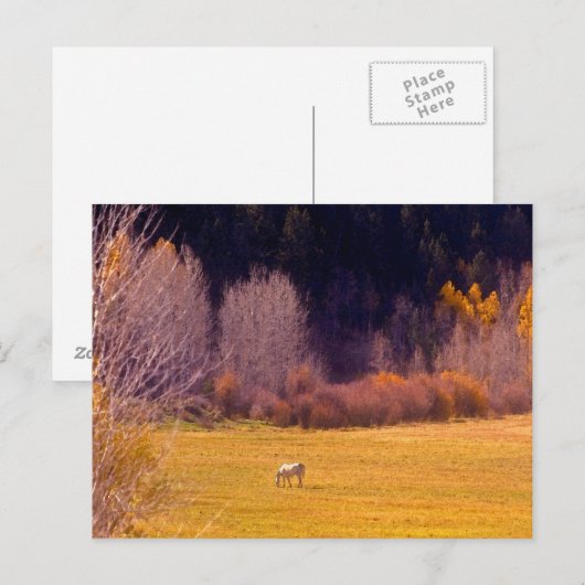 Pferd im Herbst I Postkarte (Vorne/Hinten)