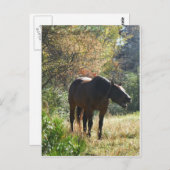 Pferd im Herbst Postkarte (Vorne/Hinten)