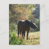 Pferd im Herbst Postkarte (Vorderseite)