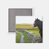 Pferd im ländlichen England Magnet (Vorderseite/Rückseite)