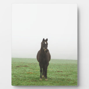 Pferd im Nebel auf einer Wiese Fotoplatte