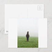 Pferd im Nebel auf einer Wiese Postkarte (Vorne/Hinten)