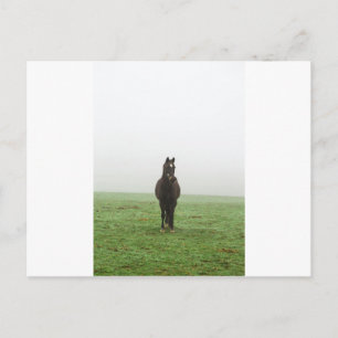 Pferd im Nebel auf einer Wiese Postkarte