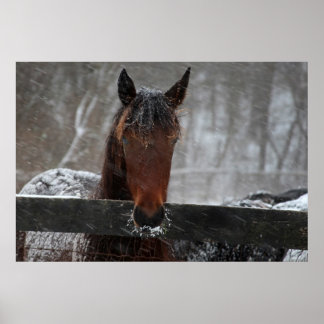Pferd im Schnee Poster