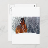 Pferd im Schnee Postkarte (Vorne/Hinten)