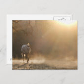 Pferd im Sonnenlicht Postkarte (Vorne/Hinten)