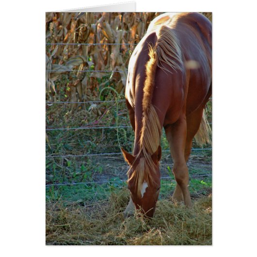 Pferd im Sonnenuntergang (Vorne)