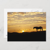 Pferd im Sonnenuntergang Postkarte (Vorne/Hinten)