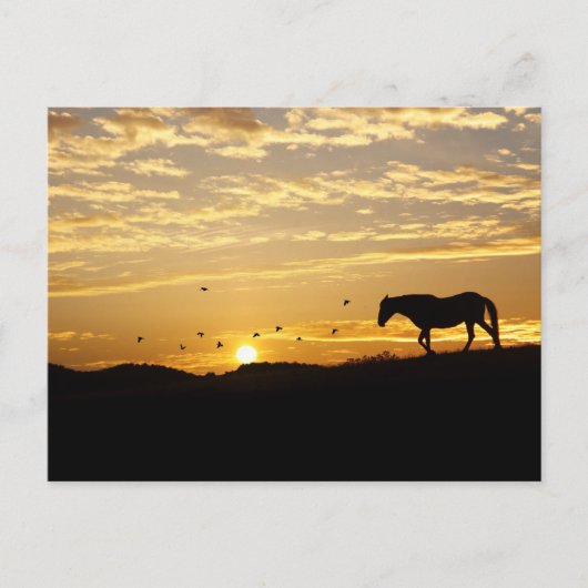 Pferd im Sonnenuntergang Postkarte (Vorderseite)