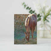 Pferd im Sonnenuntergang Postkarte (Stehend Vorderseite)