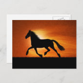 Pferd im Sonnenuntergang Postkarte (Vorne/Hinten)