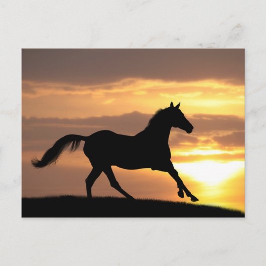 Pferd im Sonnenuntergang Postkarte (Vorderseite)