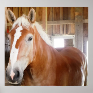 Pferd im Stall 2 Poster